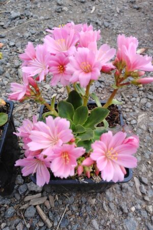 Lewisia cotyledon - Obrázek 1