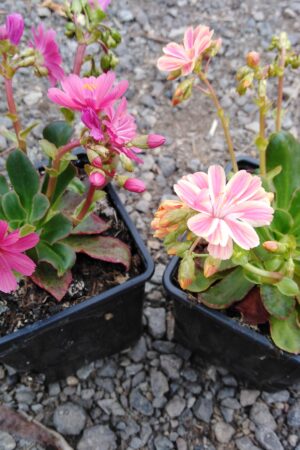 Lewisia cotyledon - Obrázek 4