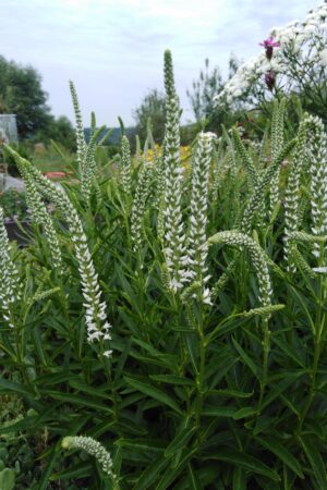Veronica spicata ´Snow Pearl´ - Obrázek 3