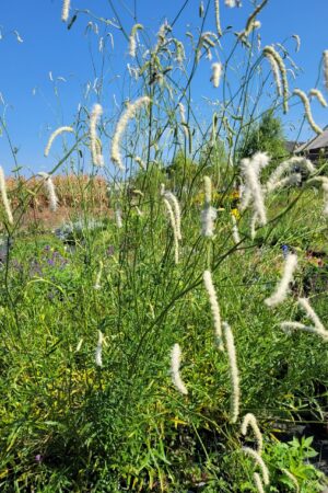 Sanguisorba tenuifolia ´Korean Snow´ - Obrázek 1