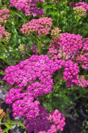 Achille milefollium ´Summerwine´ - Obrázek 5