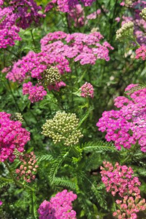 Achille milefollium ´Summerwine´ - Obrázek 4