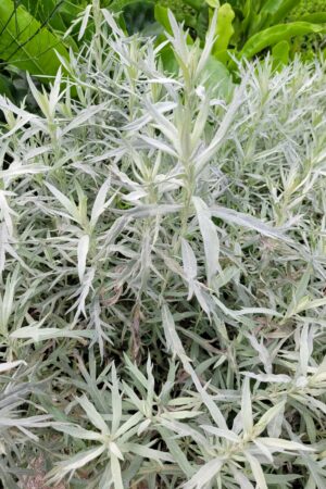 Artemisia ludoviciana ´Silver Queen´ - Obrázek 2