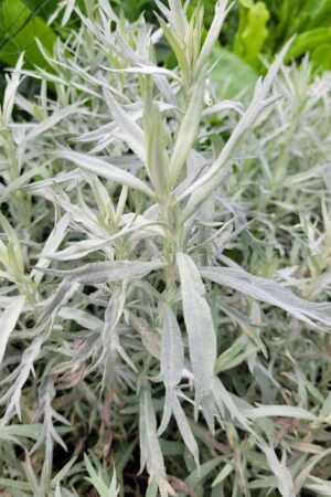 Artemisia ludoviciana ´Silver Queen´