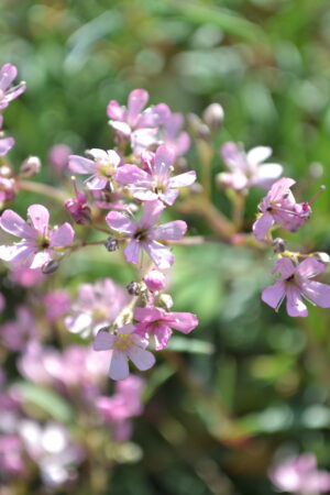 Gypsophila repens Pink - Obrázek 4