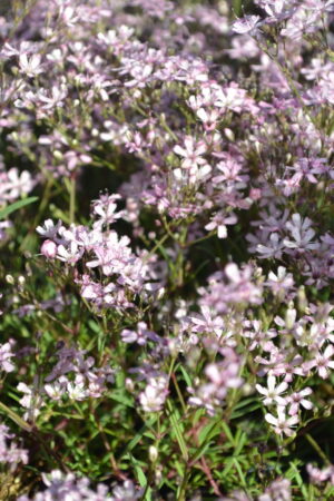 Gypsophila repens Pink