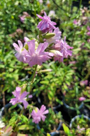 Saponaria officinalis - Obrázek 1
