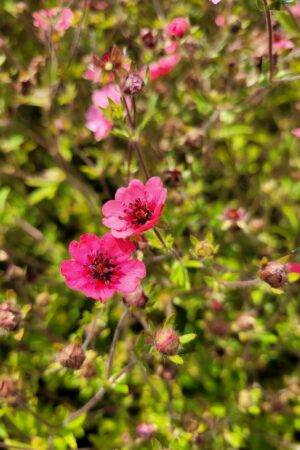 Potentila nepalensis ´Miss Willmott´