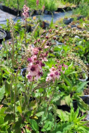 Verbascum phoeniceum - Obrázek 3