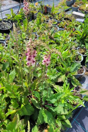 Verbascum phoeniceum - Obrázek 2