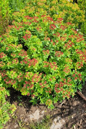 Euphorbia epithymoides (polychroma) Ruby - Obrázek 2