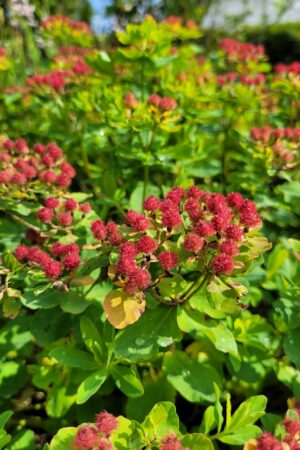 Euphorbia epithymoides (polychroma) Ruby