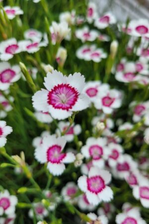 Dianthus deltoides ´Arctic Fire´