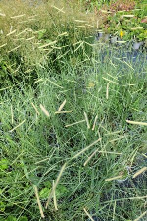 Boutelea gracilis - Obrázek 2