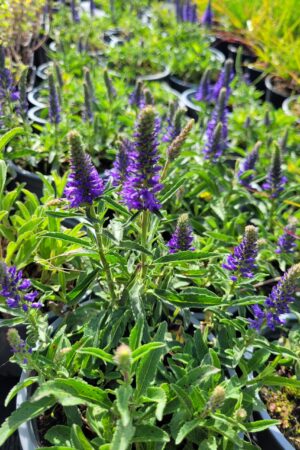 Veronica spicata ´Bibi´