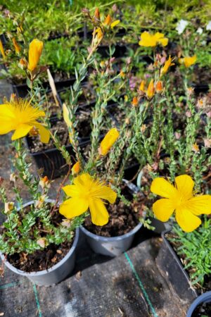 Hypericum polyphyllum ´Grandiflorum´ - Obrázek 2