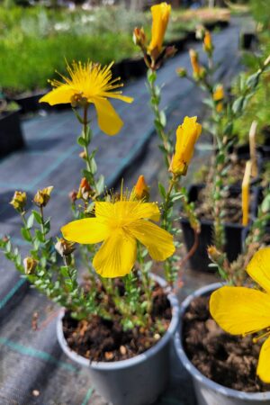 Hypericum polyphyllum ´Grandiflorum´