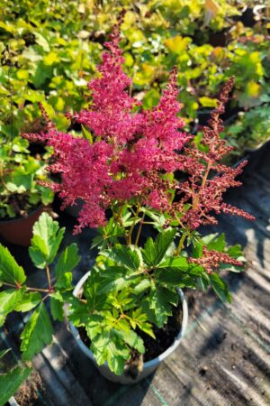 Astilbe arendsii ´Raspberry´