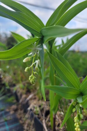 Smilacina racemosa (Maianthemum) - Obrázek 2
