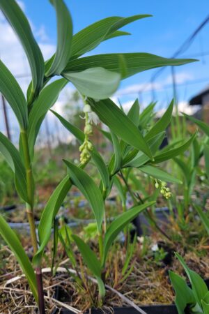 Smilacina racemosa (Maianthemum) - Obrázek 3