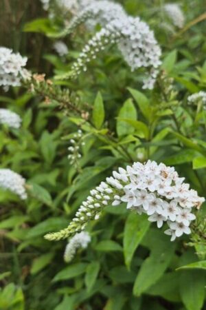 Lysimachia ephemerum fotka